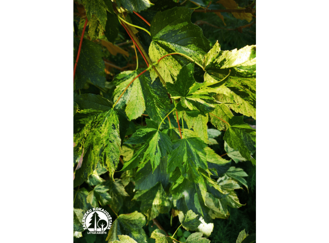 Acer pseudoplatanus   'Leopoldii'